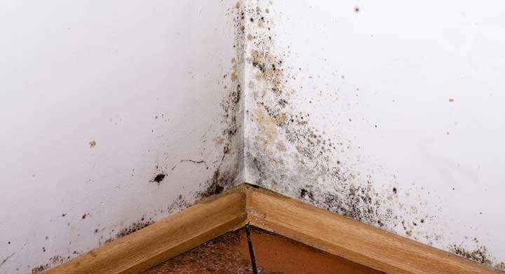 Плесень на стенах 